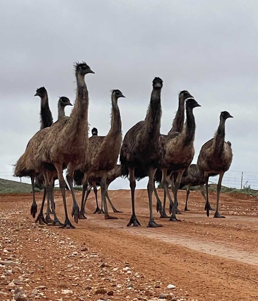 Barrier Ranges Outback Experiences - Mt Gipps Station Stay - Broken Hill