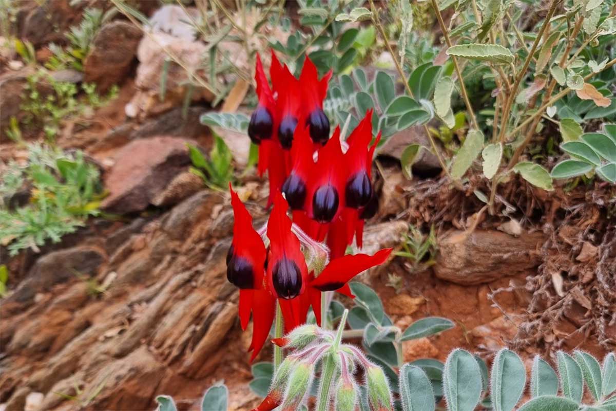 Mt Gipps Station Stay, Broken Hill NSW, Native flora